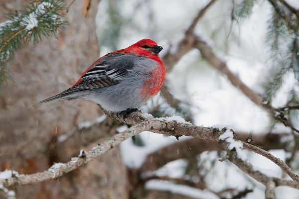 Pine Grosbeak-winter survivor